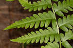 Log fern 